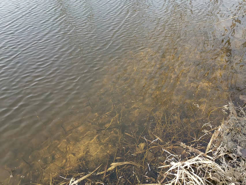 豐縣歡口鎮水坑涯水生態修復工程