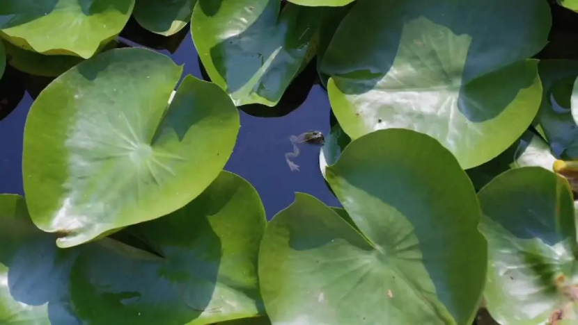 從“工程水”到“生態活水”,這里打造尾水濕地的樣板